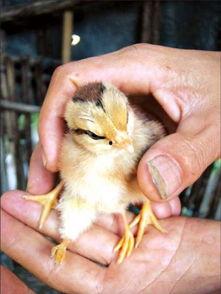 朱先生最新爆料